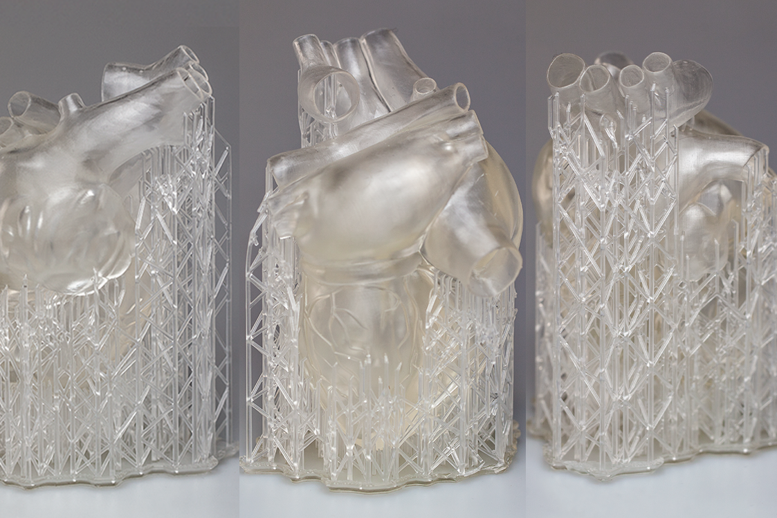 Сердечная мышца напечатанная на Formlabs Form 3